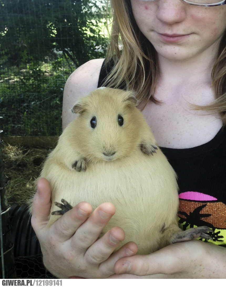 Najedzony chomik,chomik,cebula,