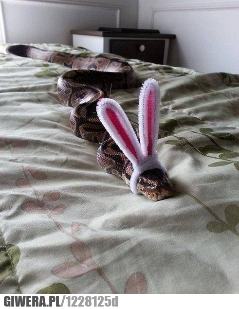 Wąż,przebranie,królik