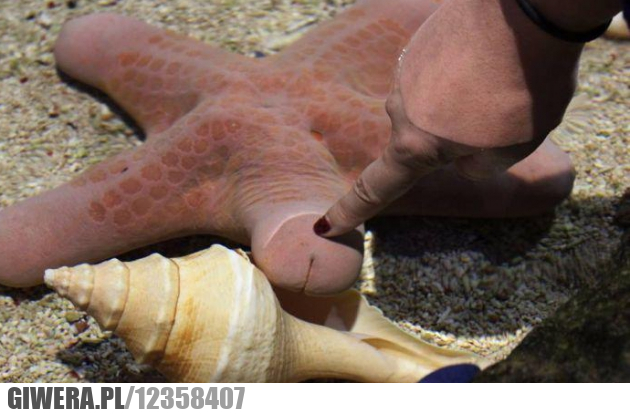 siusiak, morze, ocean, 