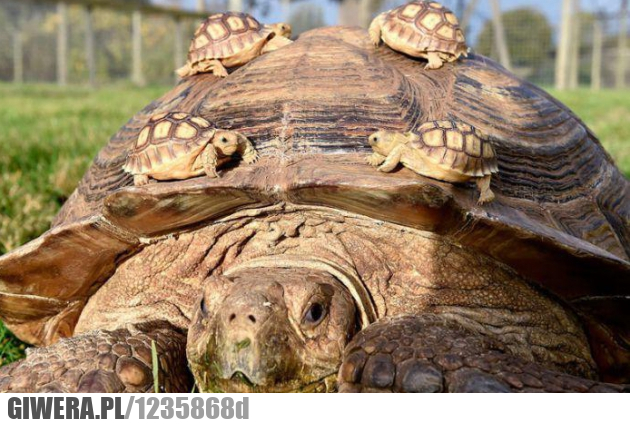 mama, dzieci, malenstwa