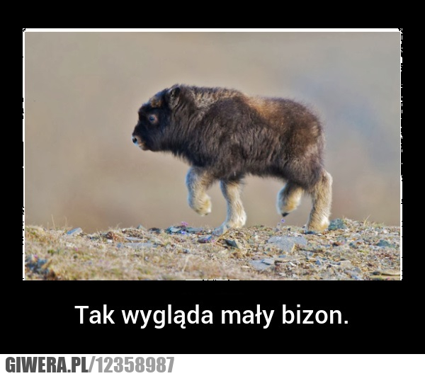 bizonek