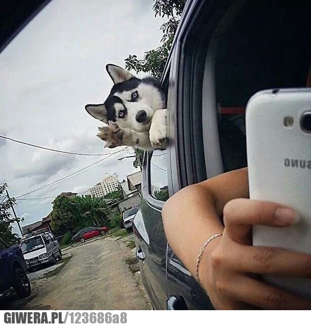 pies,samochód,okno,