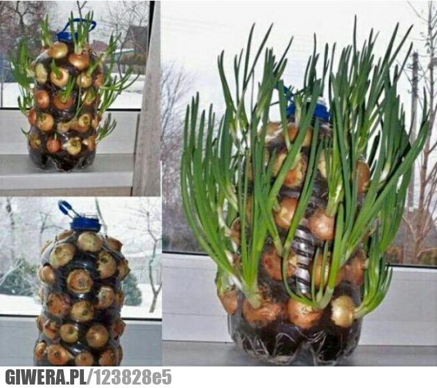 Cebula,Hodowla cebuli