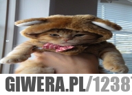 Kot w przebraniu