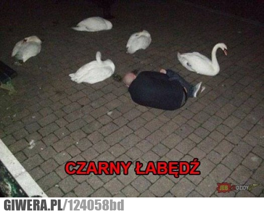 Czarny Łabędź 