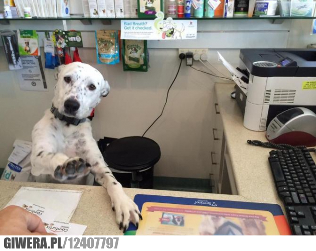 sklep,pies,zdjęcia