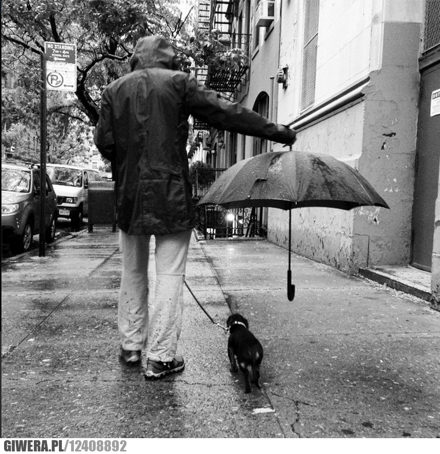 deszcz,parasol,pies,spacer