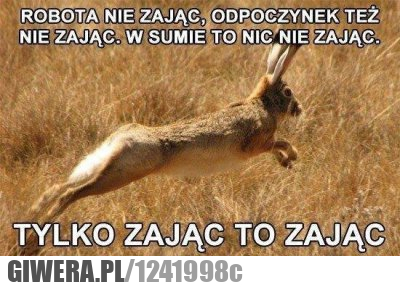Robota,zając