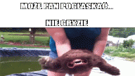Może Pan pogłaskać