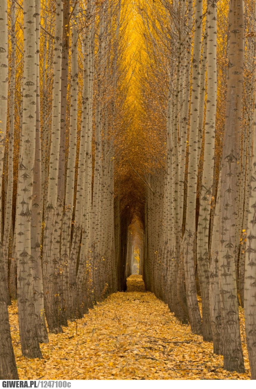 Jesień,liście,drzewa