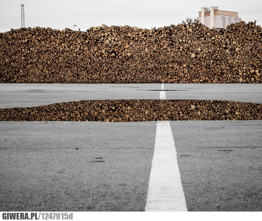 Mindefuck,drewno,kałuża