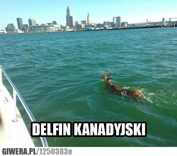 Delfin kanadyjski,delfin,łoś,jeleń,Kanada