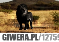 Czarny lew - edycja limiotowana