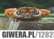 Tygrys gotowy do ataku