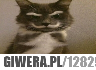 Angry cat