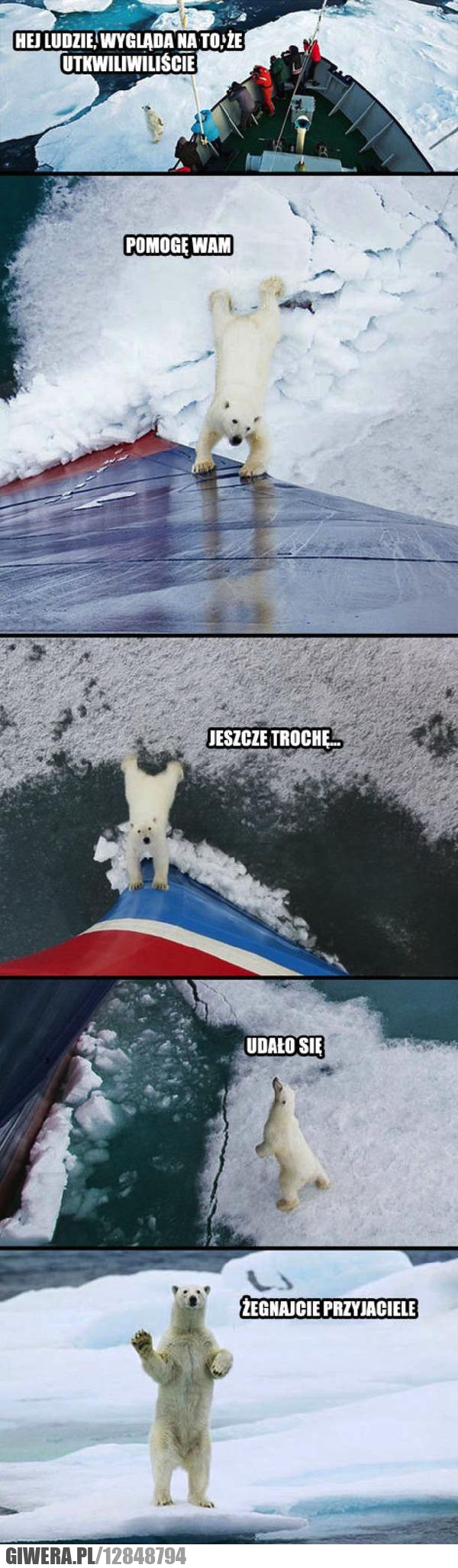 Pomocny Miś,lodowiec,miś,niedzwiedź polarny