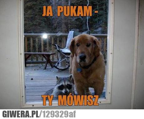 ja pukam,ty mówisz,pies,szop