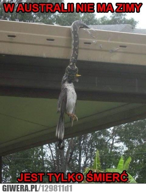 Australia,zima,wąż