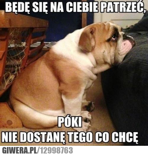 będę,pies,patrzeć,