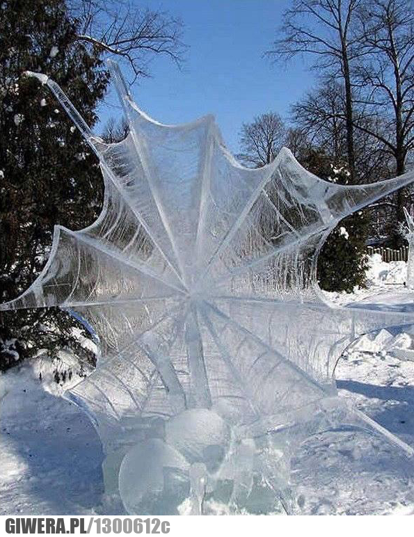 pajęczyna,zima,śnieg,lód