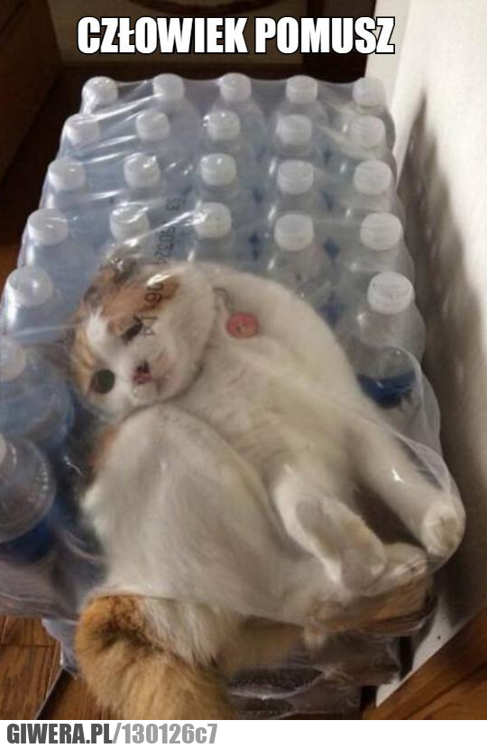 pomusz,kot,