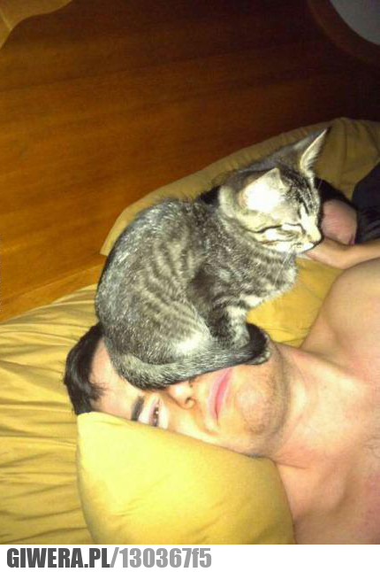 człowiek,kot,odpocznę,