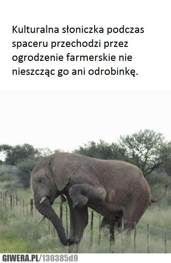 kultura,słoń,ogrodzenie