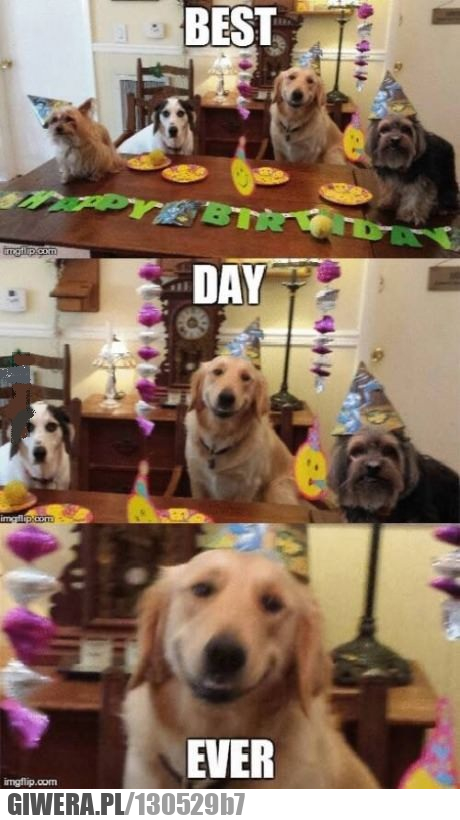 pies,urodziny
