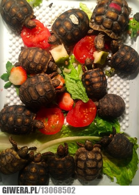 żółwiki,obiad,