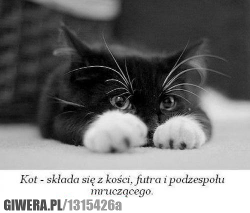 skład,kot