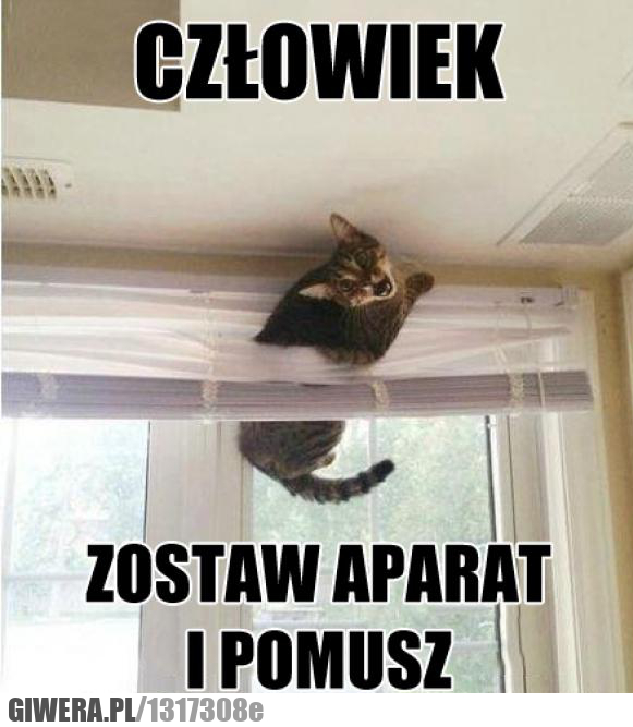 pomóż,pomusz,kot,aparat