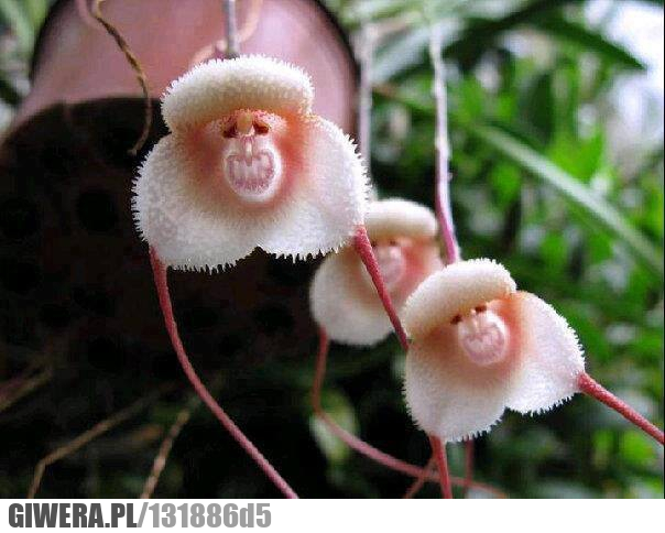 Przerażające kwiatki