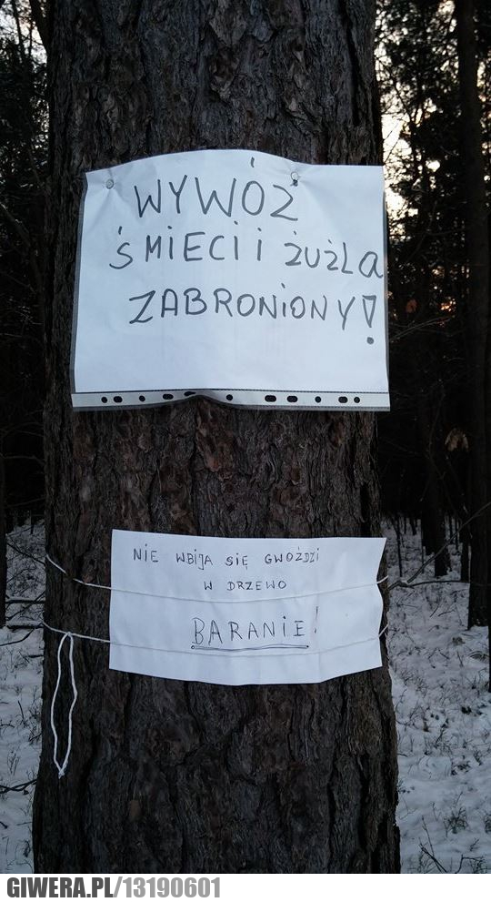 baran,śmieci,żużel,drzewo,las,wywóz