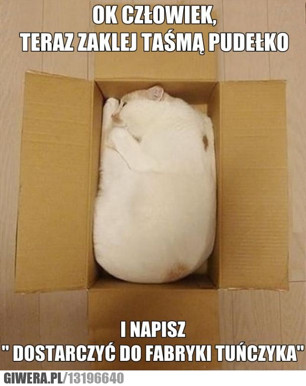 kot,koteł,pudełko,fabryka tuńczyka