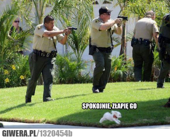 pies policyjny,odważny,odwaga