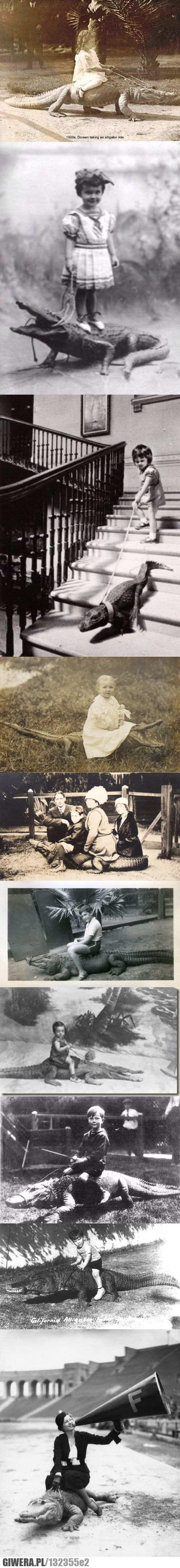 Krokodyl,aligator,domowy zwierzak 