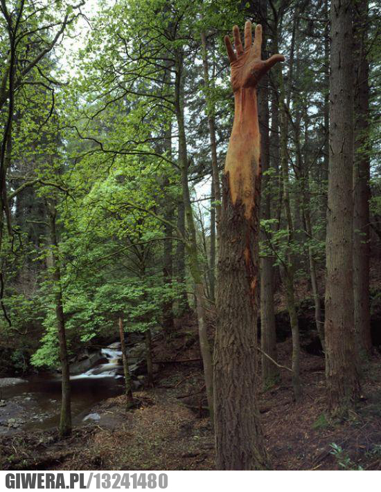 rzeźba, leśna,drzewo,