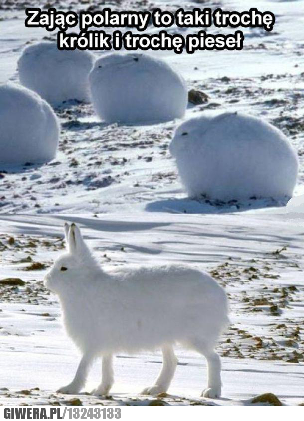 zająć polarny