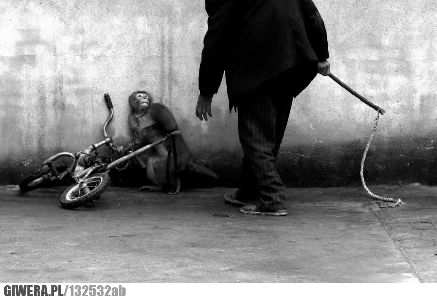 cyrk,World Press Photo 2015,Yongzhi Chuza,Małpa