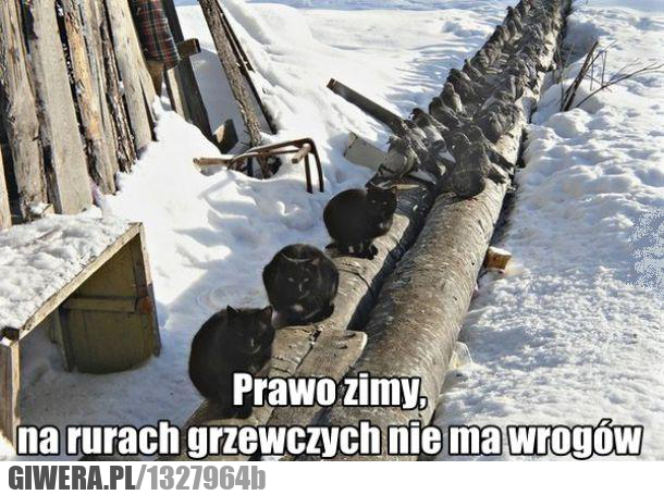 zima,prawo