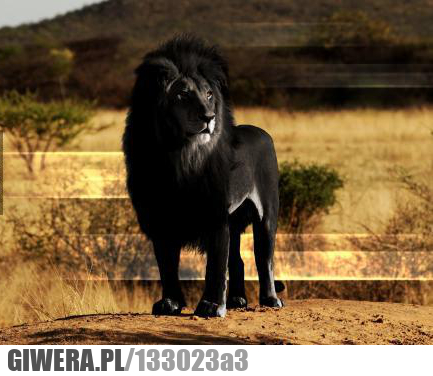 lew,czarny