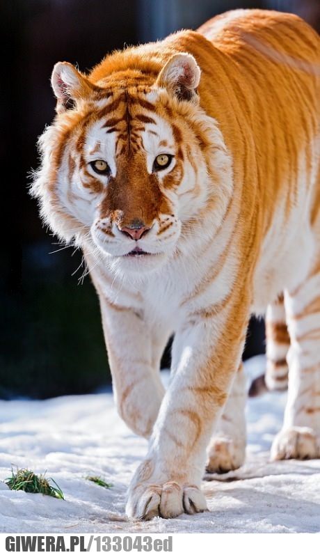 tygrys,złoty