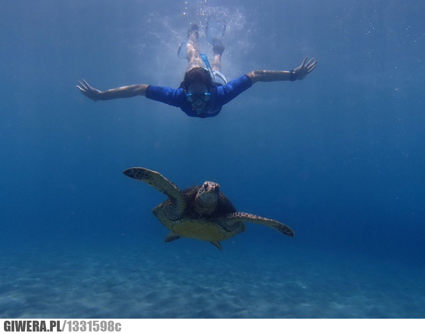 Catch me if you can,żółw,nurkowanie