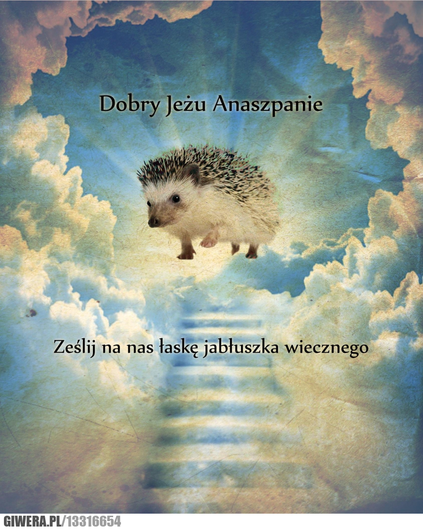 Dobry jeż anaszpan,dobry,jeż,anaszpan