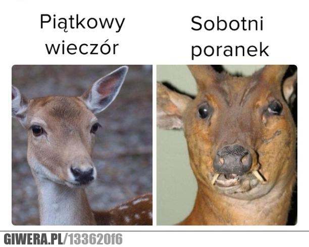 piątek,sobota,impreza,kac