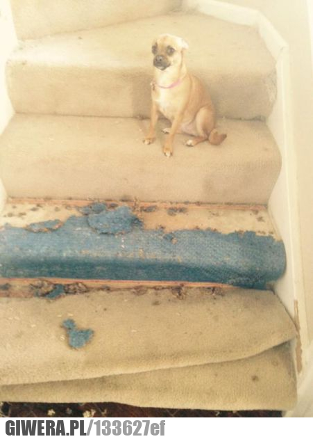 pies,dywan,skrucha