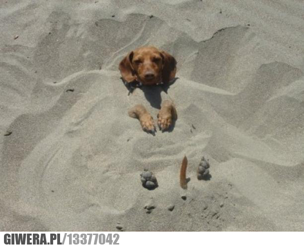 Pies pogrzebany,pies,plaża
