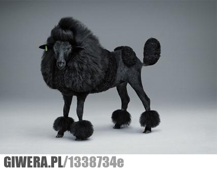 owca,czarna