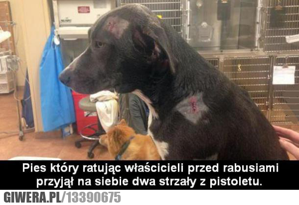 bohater