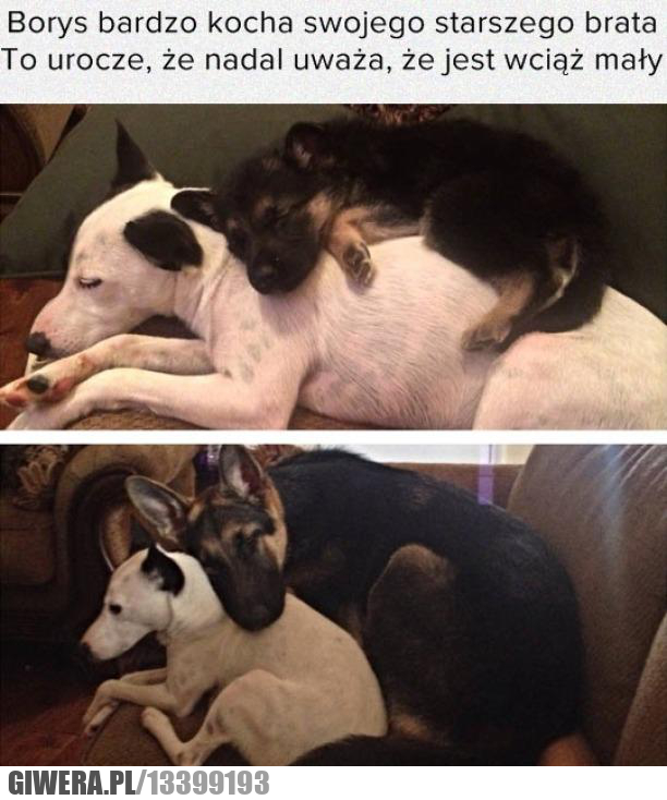 Młodszy brat,pies,spanie,psy